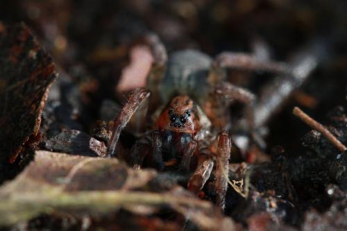 Trochosa sp.