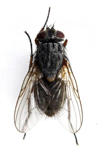 Réf. 276 724 : Muscina stabulans