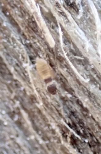 Réf. 276 329 : Liposcelis priesneri