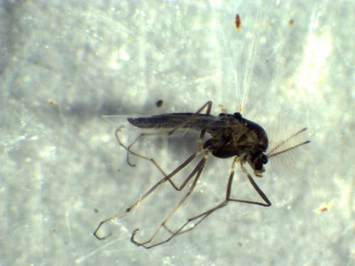 Réf. 276 168 : Orthocladiinae inconnu