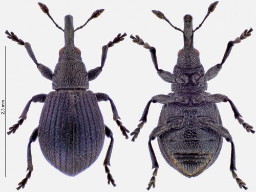 Perapion affine