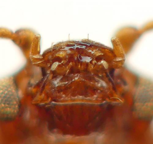 Réf. 276 846 : Epuraea sp.