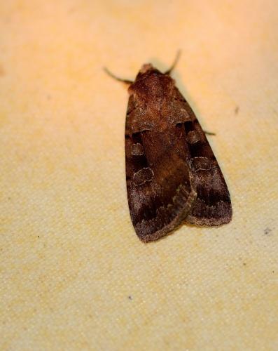 Réf. 276 467 : Xestia stigmatica