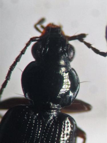 Bembidion iricolor