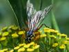 276865 – Photo : Danièle Tixier-Inrep – France (30)