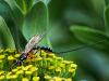 276864 – Photo : Danièle Tixier-Inrep – France (30)