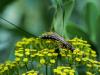 276866 – Photo : Danièle Tixier-Inrep – France (30)