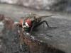 276114 – Photo : Andre Astric – France (68)