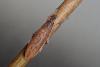 Lixus sp.