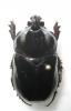 276537 – Photo : BAUER – Gabon