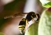 Ancistrocerus sp.