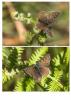276298 – Photo : Daniel Ventard – France (71)