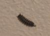 276421 – Photo : Clément SAGOT – France (61)