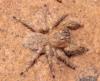 276434 – Photo : alain Roujas – Maroc