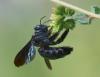 276497 – Photo : Jean-Claude Jamoulle – Guadeloupe