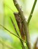 276334 – Photo : Jean-Claude Jamoulle – Guadeloupe