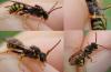 Nomada sp.