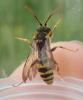 Nomada sp.