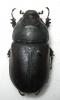 276427 – Photo : BAUER – Gabon