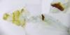 276786 – Photo : Hazel West – France (17)