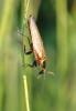 276417 – Photo : Catherine Reymonet-Smitten – France (19)