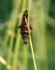 276418 – Photo : Catherine Reymonet-Smitten – France (19)