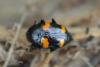 276067 – Photo : Christian Berquer – France (50)