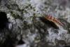 276566 – Photo : Sun Tiky – France (34)
