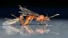 276981 – Photo : Norbert Verneau – France (38)