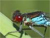 Erythromma najas
