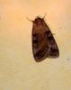 276467 – Photo : Bisetti Jean – France (74)