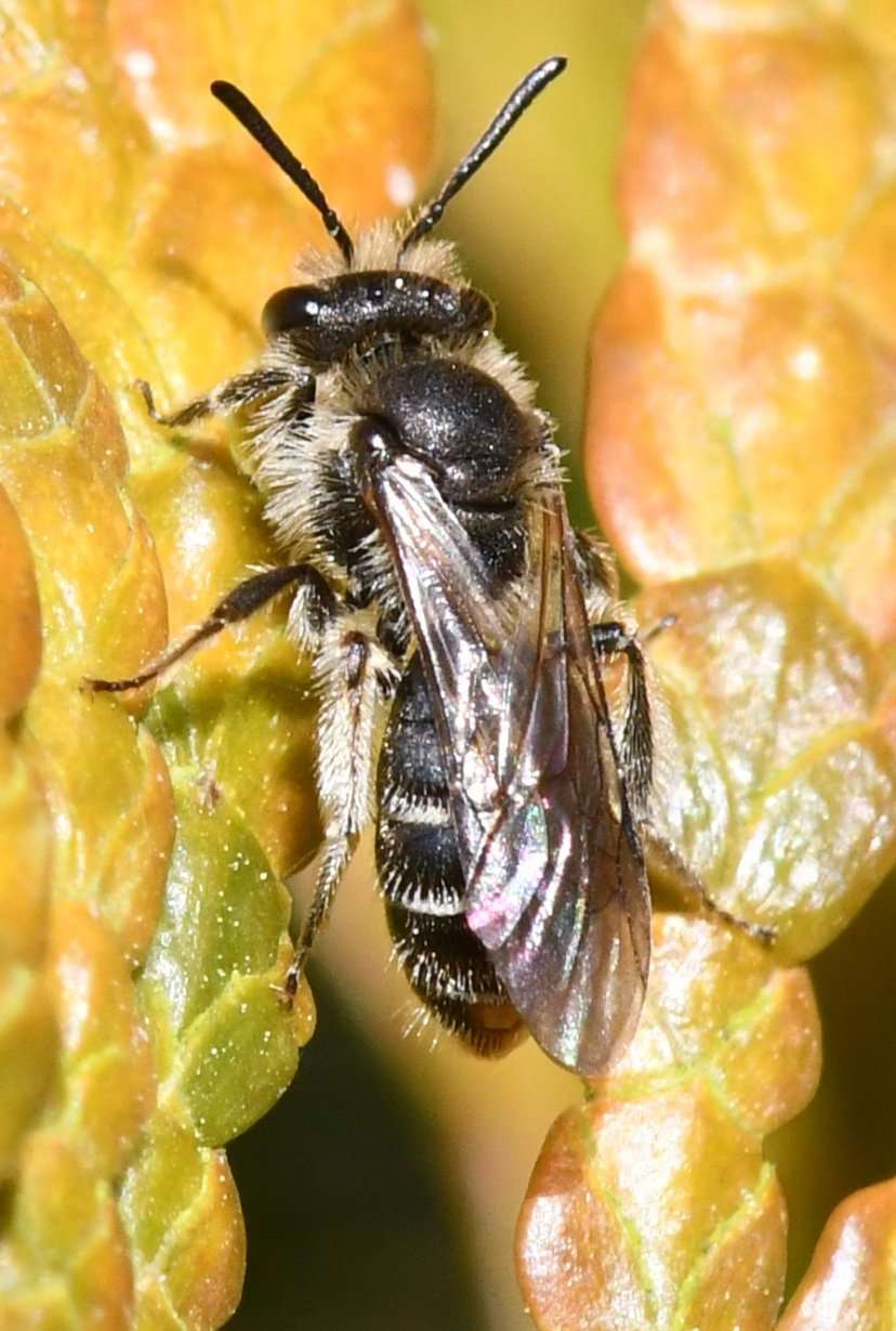 Jean-Michel GAREL - Andrena (Micrandrena) sp. - réf. 276423 (828 x 1229 pixels, 176 ko)