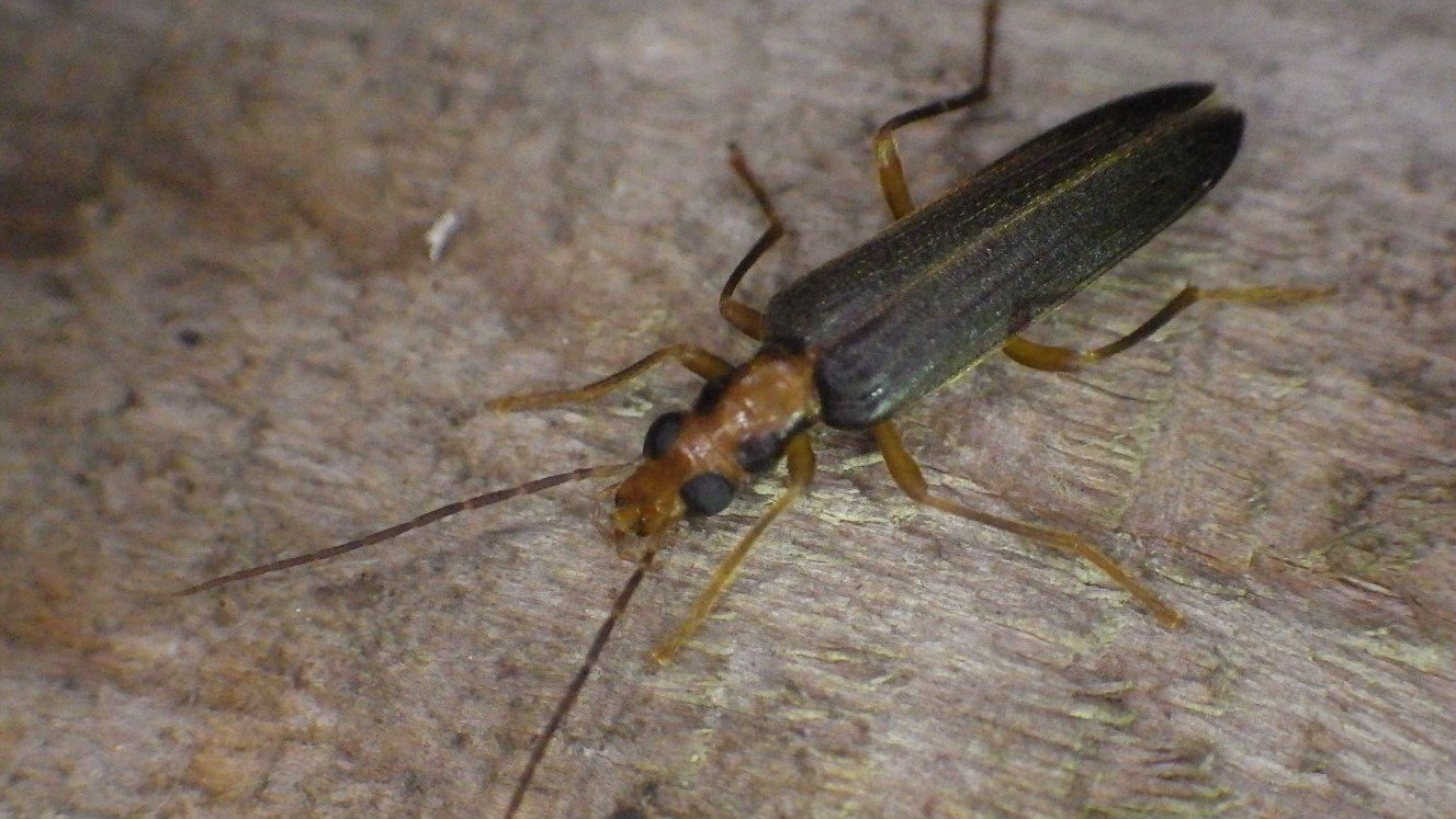 Francoz Philippe - Nacerdes (Xanthochroa) carniolica - réf. 276607 (1327 x 747 pixels, 196 ko)
