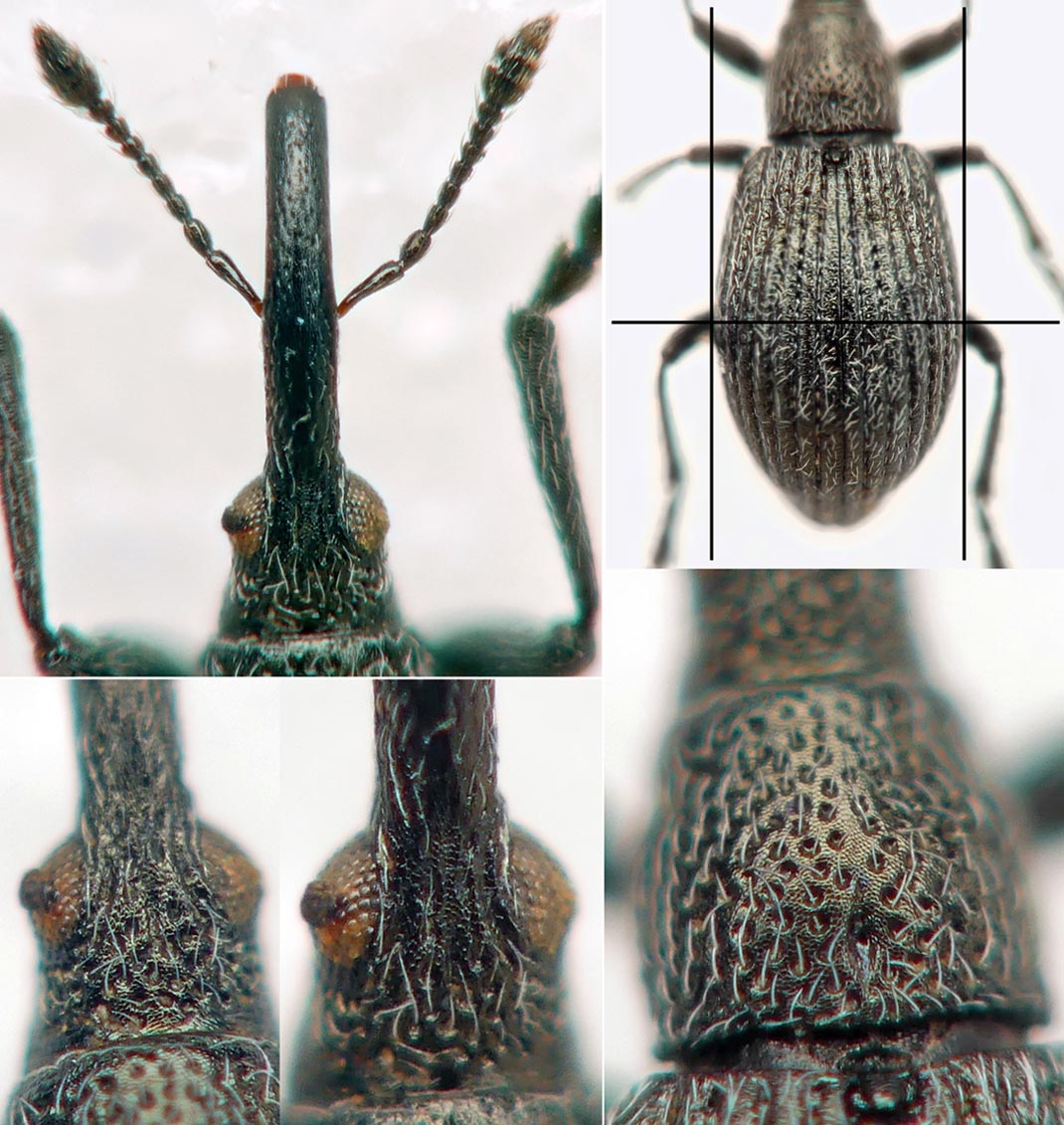 Guillaume JACQUEMIN - Ischnopterapion (Ischnopterapion) loti - réf. 276526 (1070 x 1131 pixels, 217 ko)