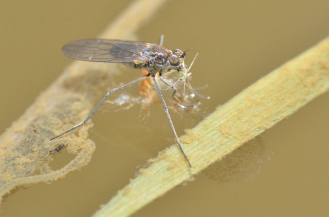 Norbert Verneau - Hydrophorus sp. - réf. 276891 (640 x 424 pixels, 28 ko)