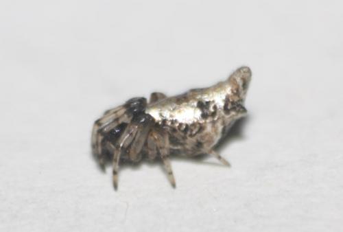Réf. 277 768 : Cyclosa insulana