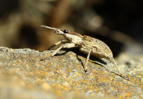 Réf. 277 386 : Charagmus gressorius