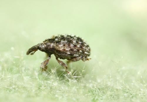 Cleopus sp.