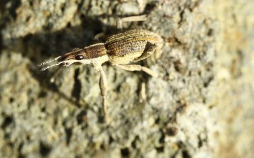 Réf. 277 387 : Charagmus gressorius