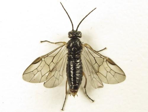 Réf. 277 925 : Euura cornuta
