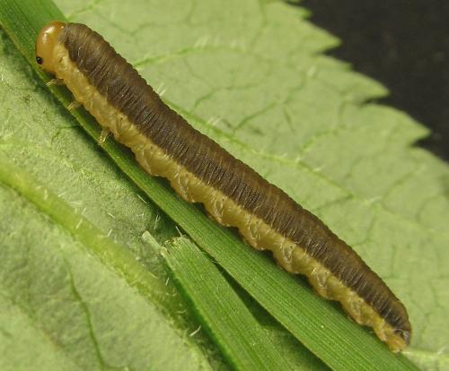 Dolerus aeneus