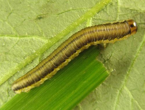 Dolerus haematodes