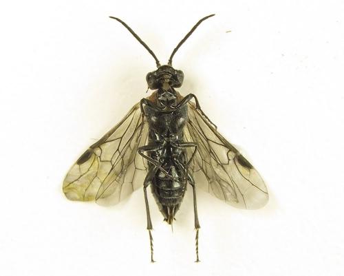 Dolerus haematodes