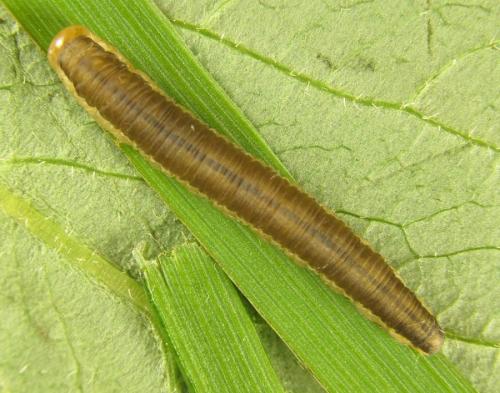 Dolerus aeneus