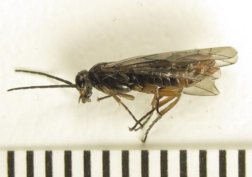 Réf. 277 927 : Euura cornuta