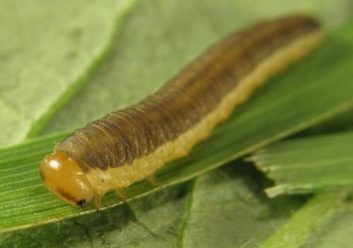 Dolerus aeneus
