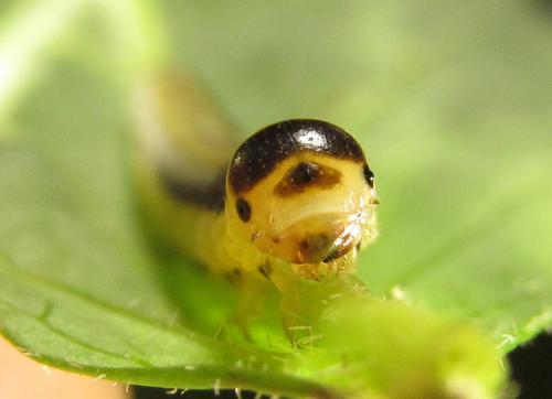 Dolerus haematodes