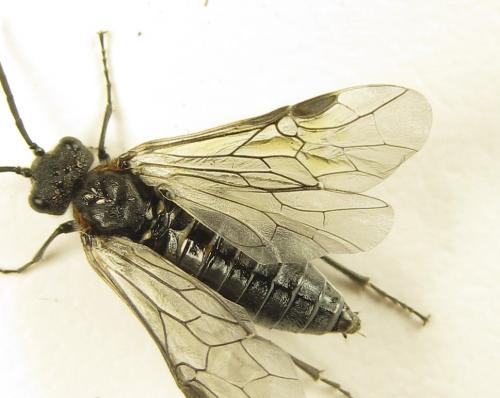 Dolerus haematodes
