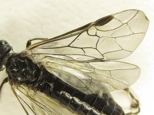 Réf. 277 993 : Dolerus aeneus