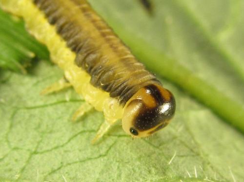 Dolerus haematodes